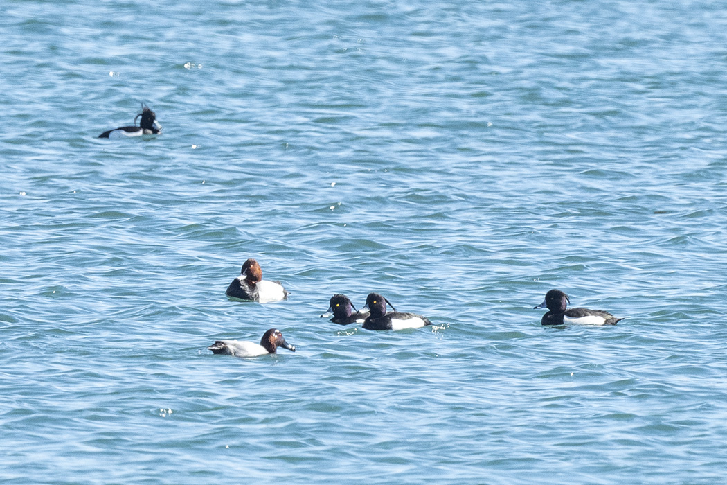Tufted Duck